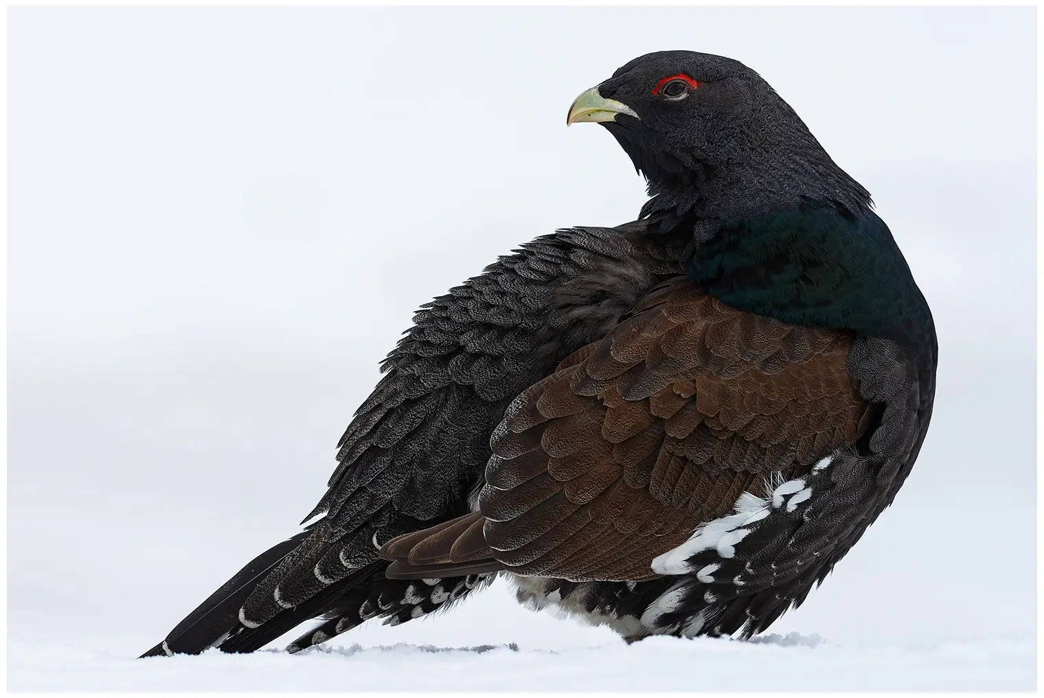 Western Capercaillie