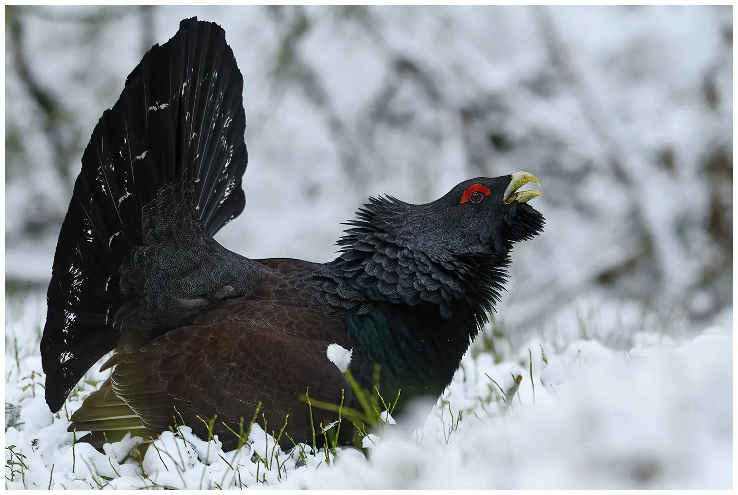 Western Capercaillie