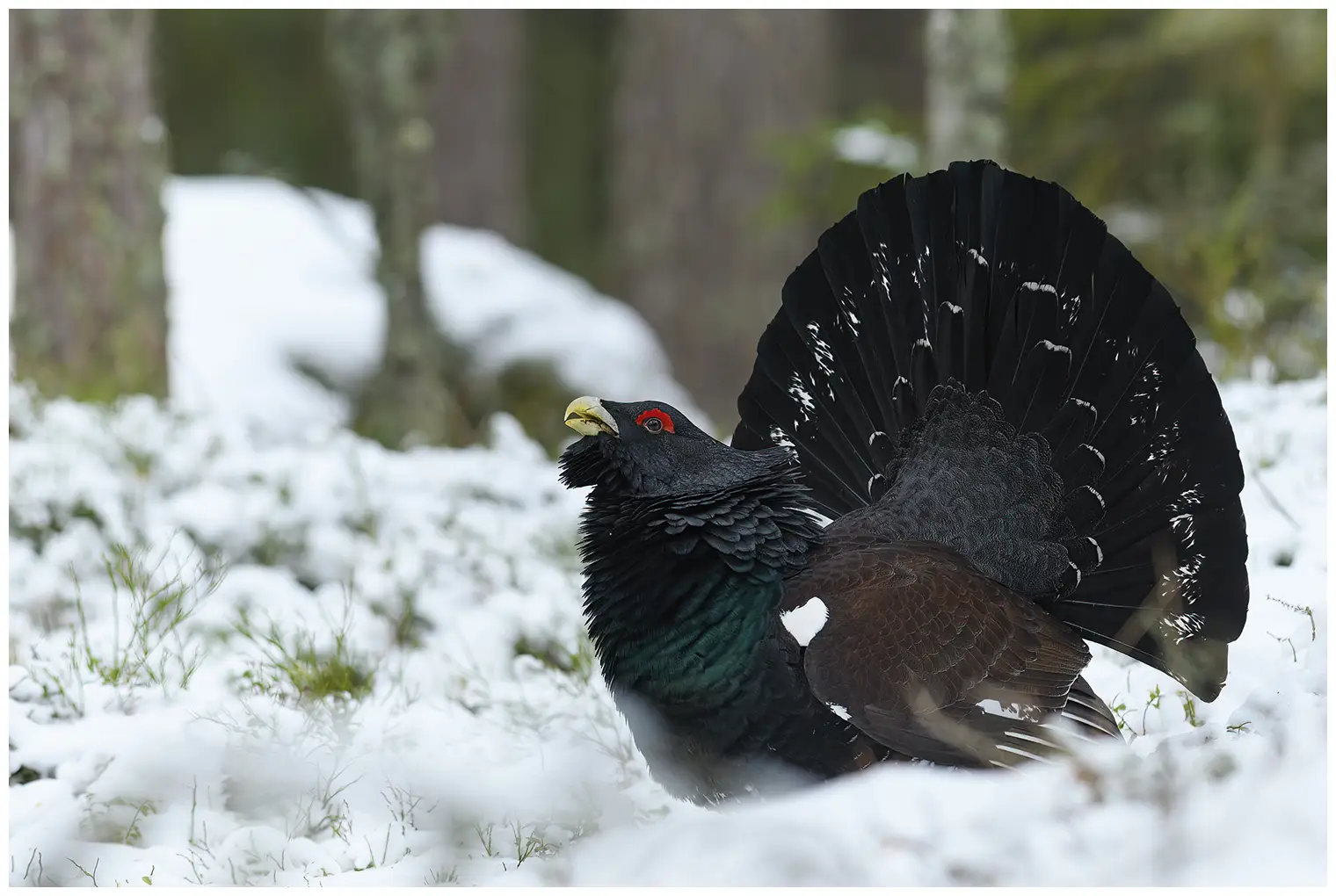 Western Capercaillie