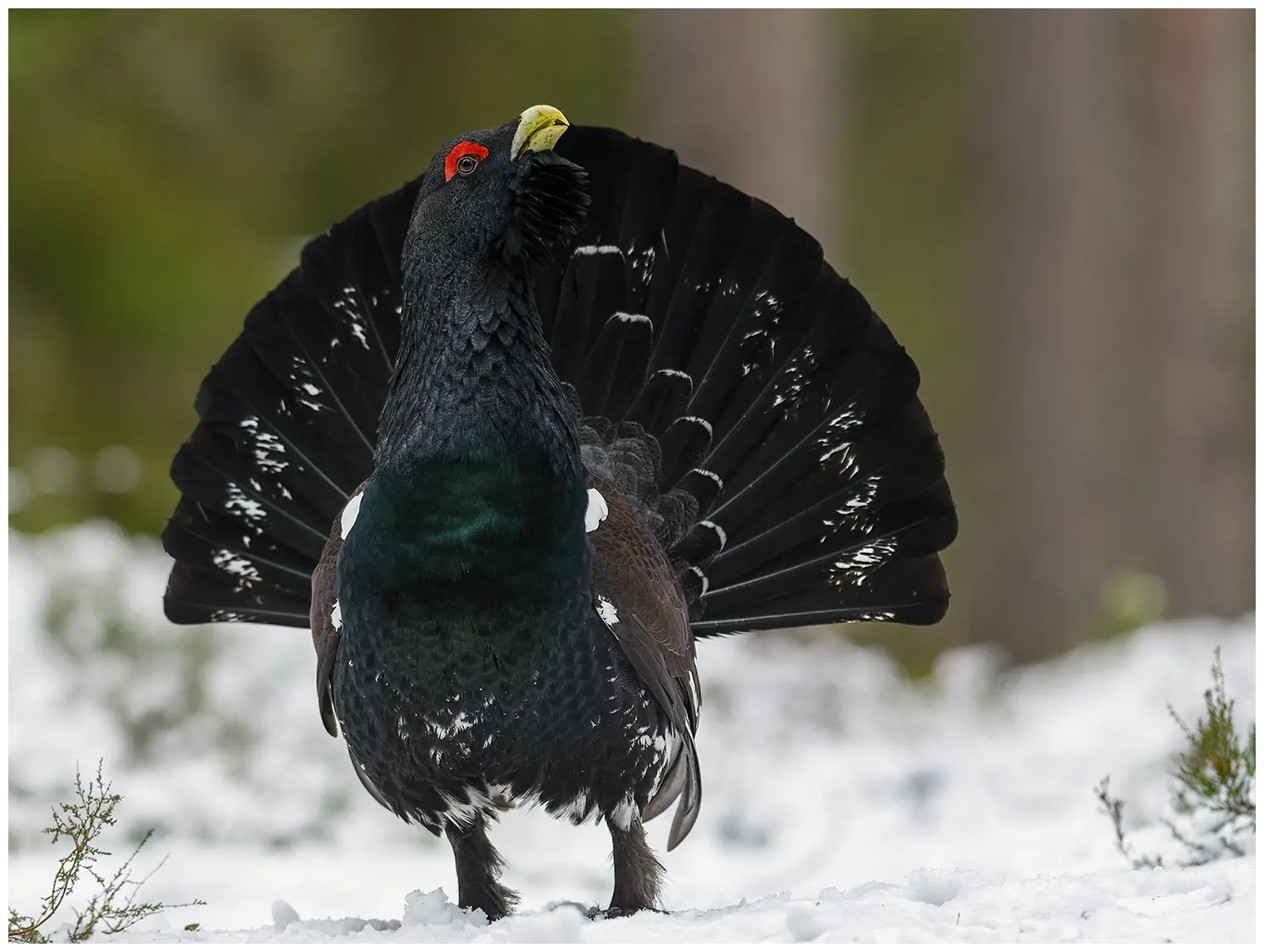 Western Capercaillie