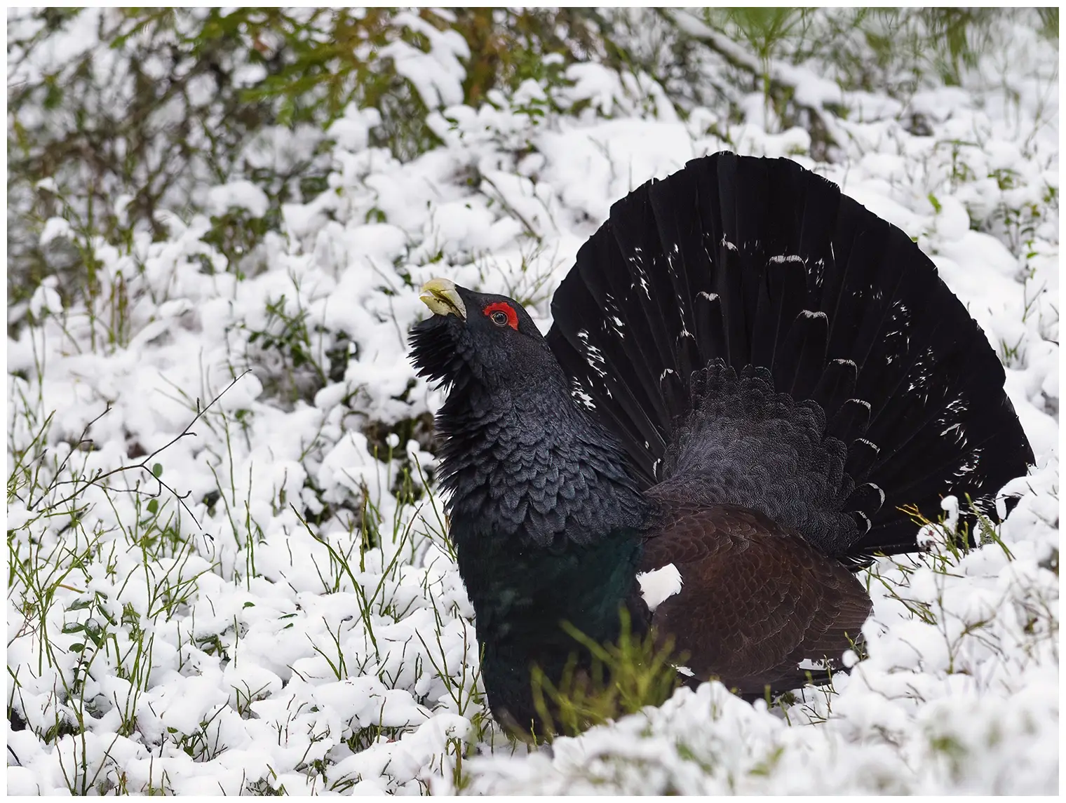Western Capercaillie