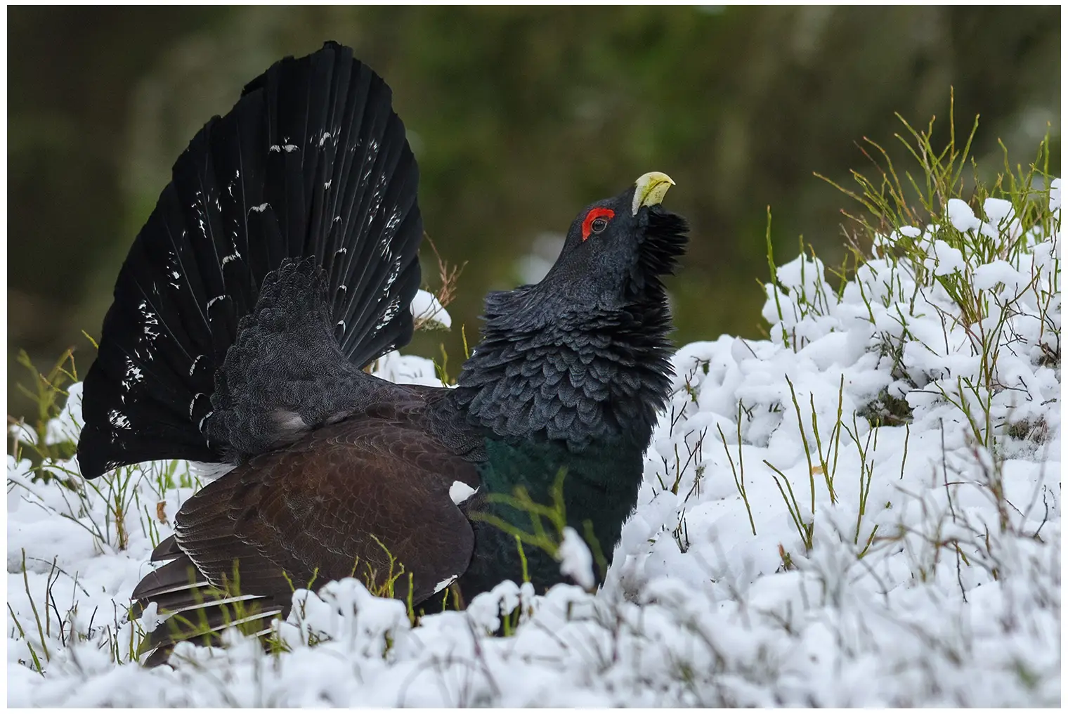 Western Capercaillie