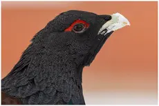 Western Capercaillie