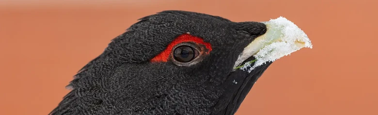 Western Capercaillie. Here you can only see the black head, where the feathers above the eye are red.
