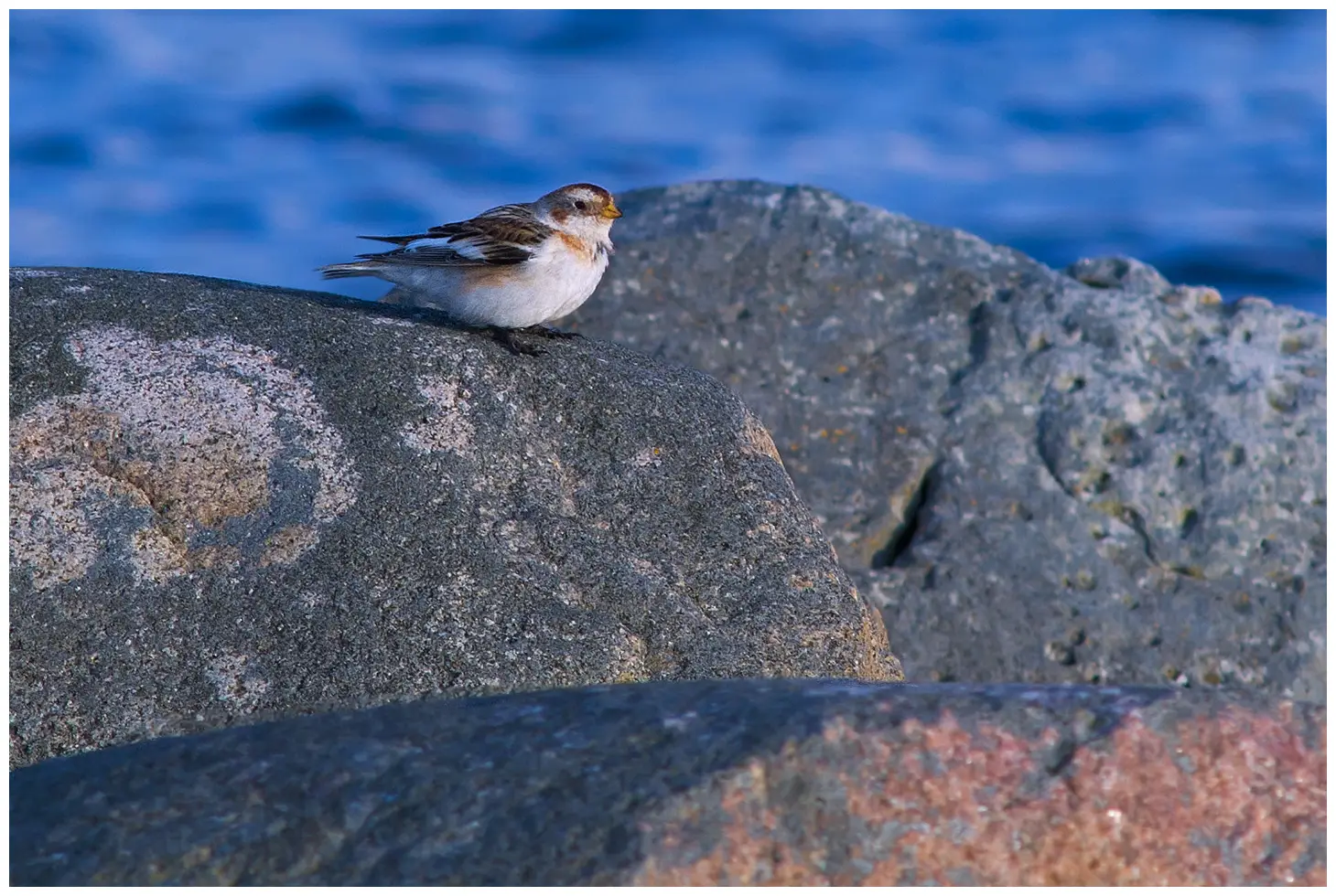 Snow bunting