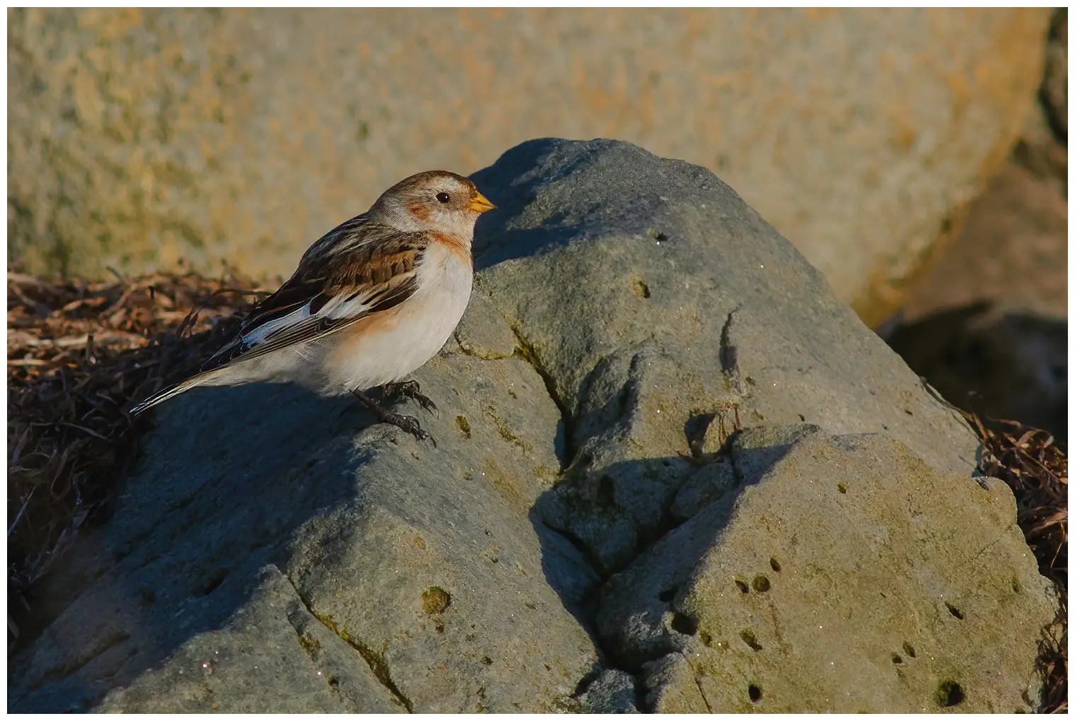 Snow bunting
