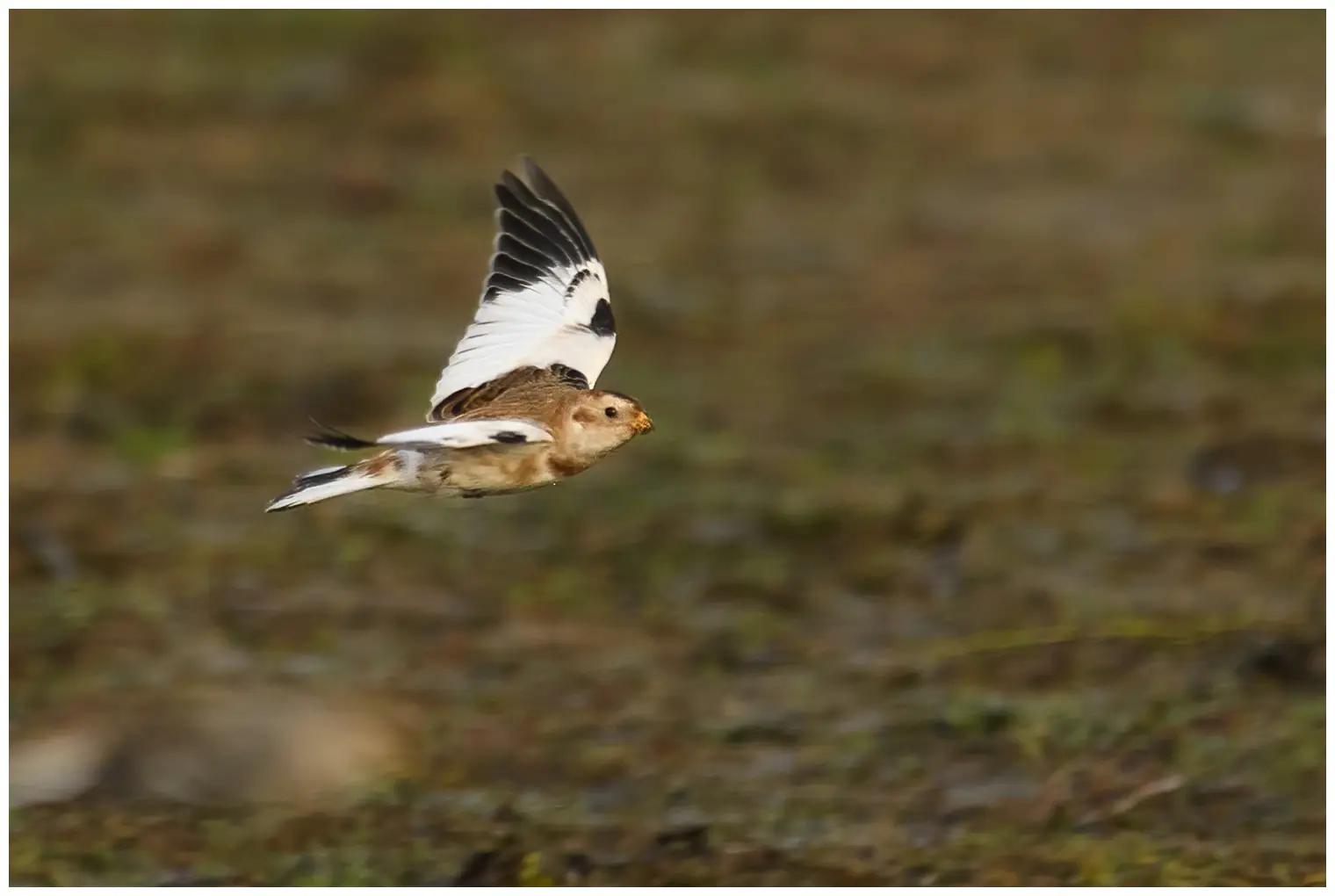 Snow bunting
