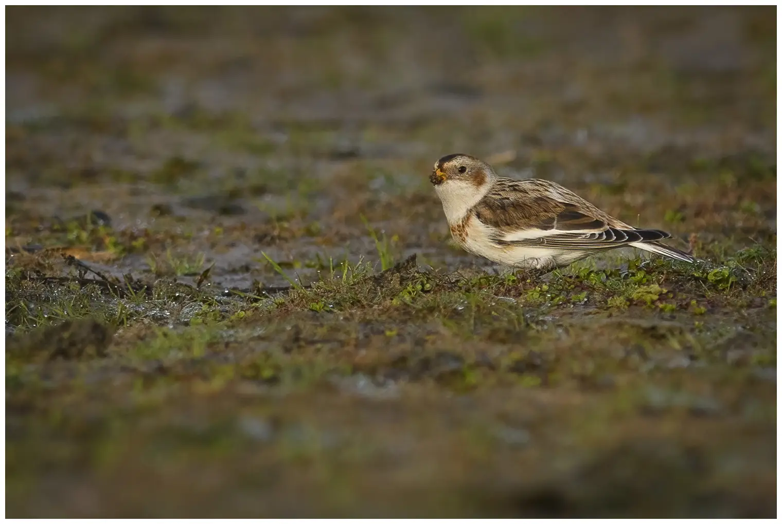 Snow bunting