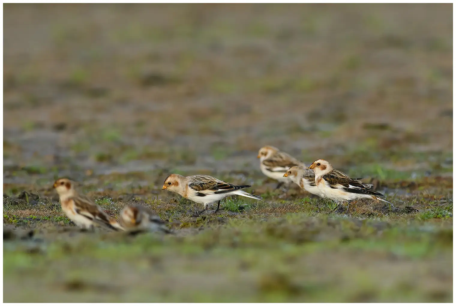 Snow bunting