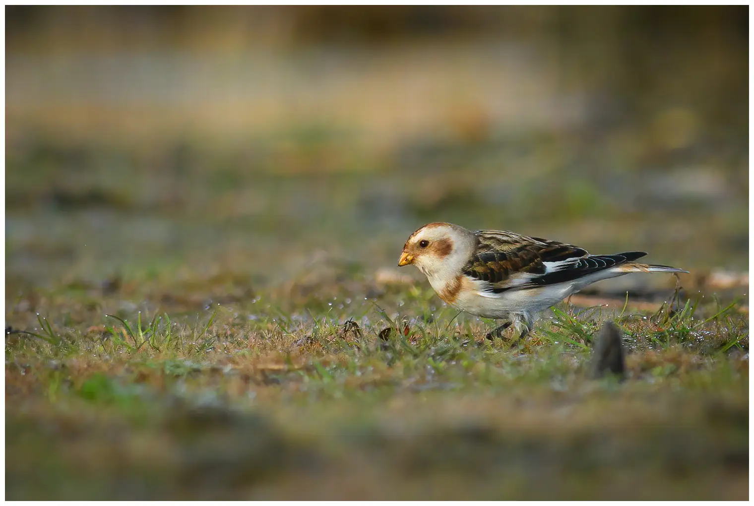Snow bunting
