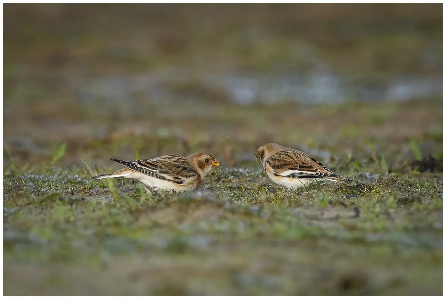 Snow bunting