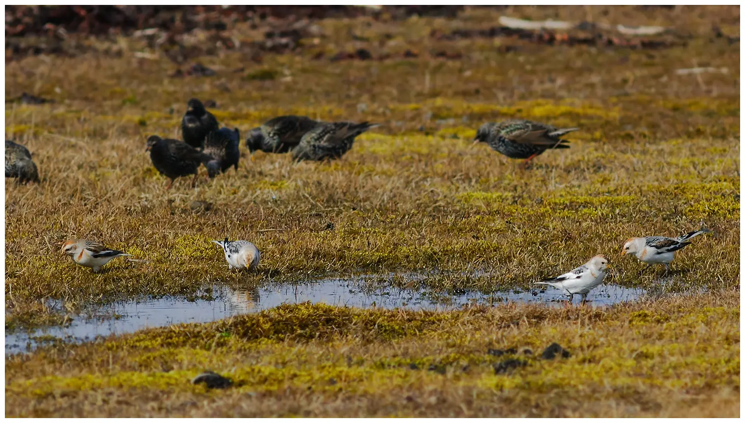 Snow bunting