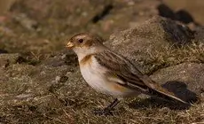 Snow bunting