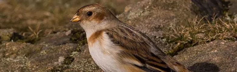 Snow bunting