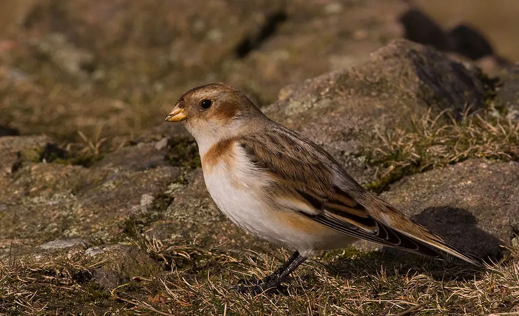 Snow bunting