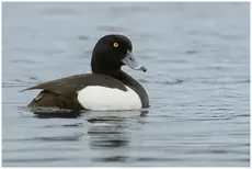 Tufted Duck