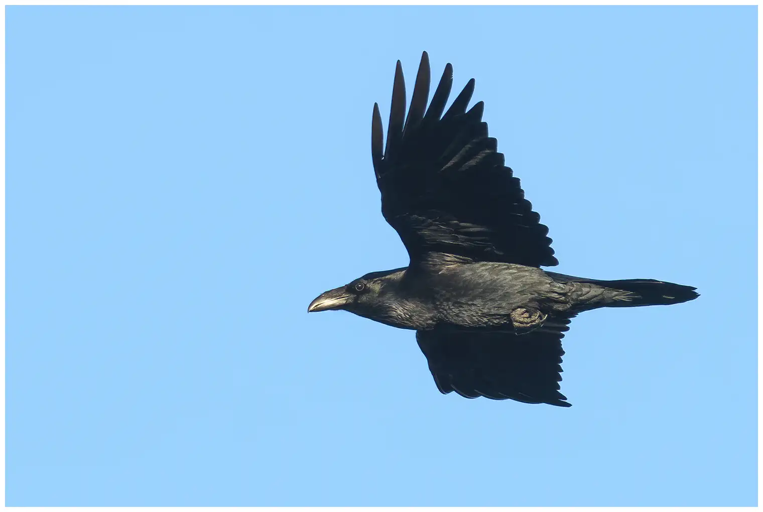 Raven