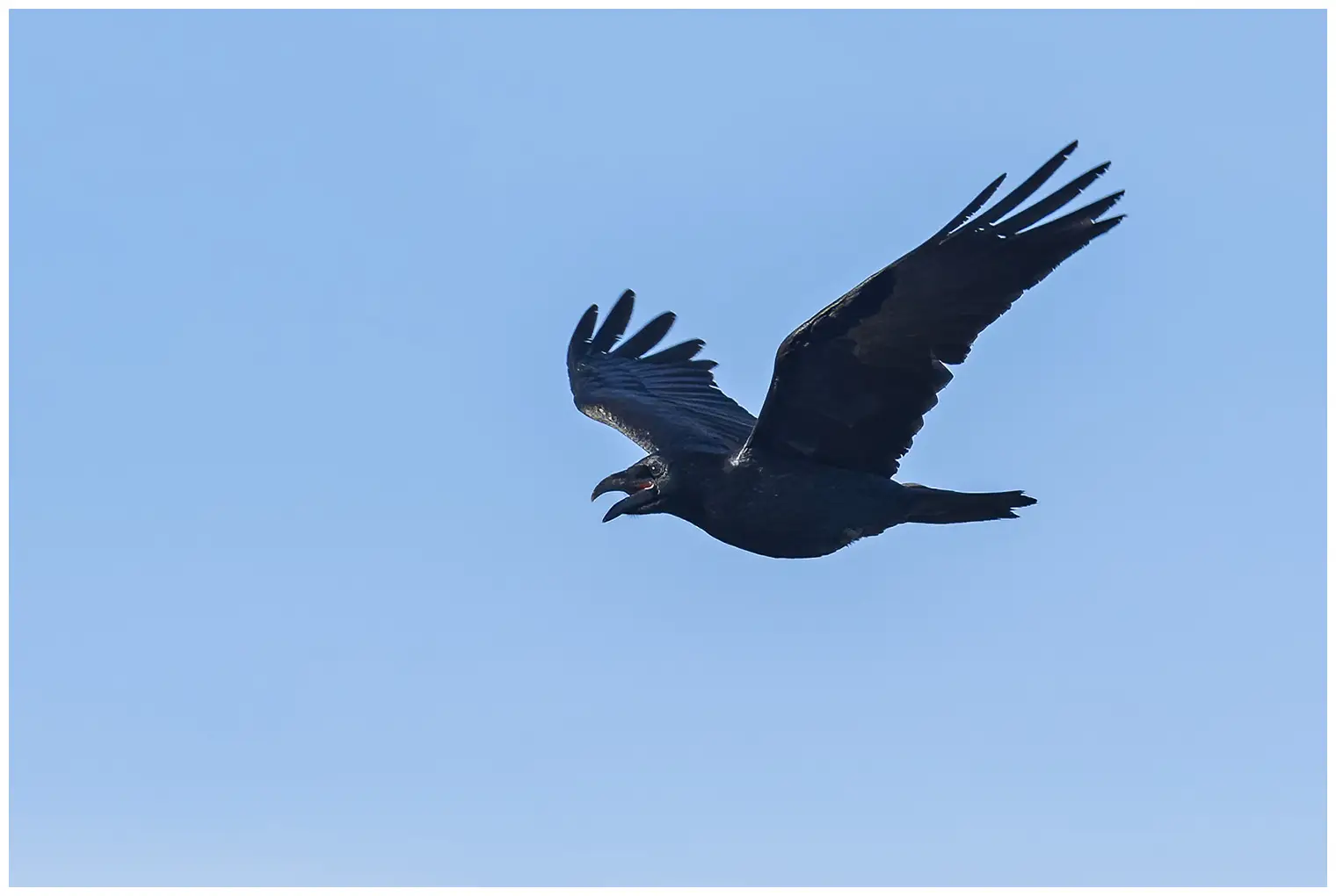 Raven