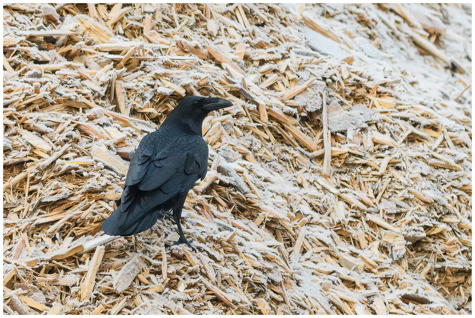 Raven
