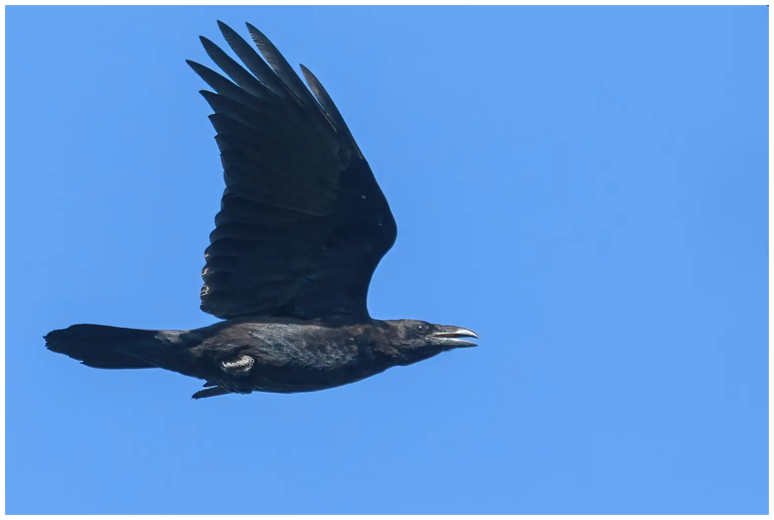 Raven