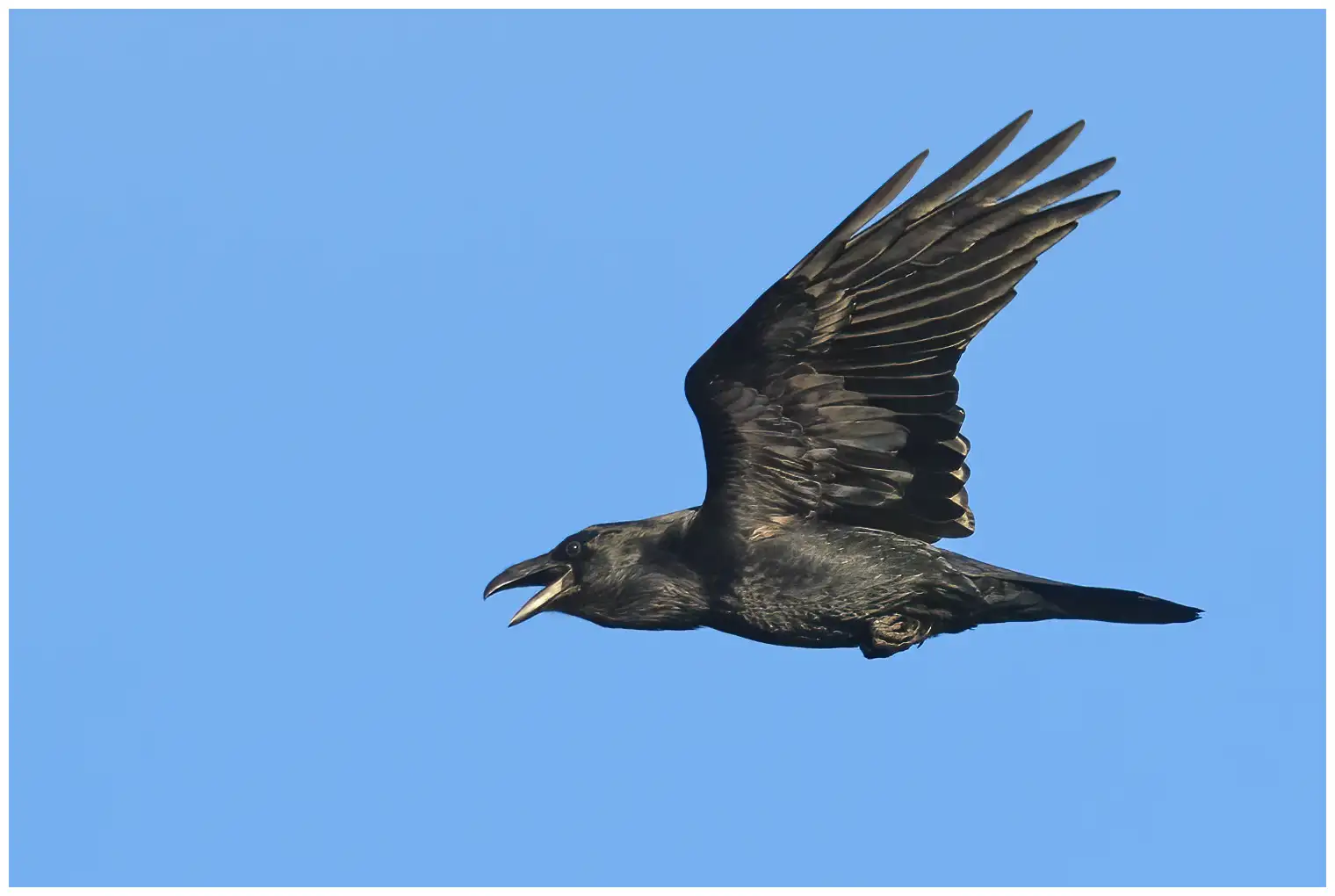 Raven