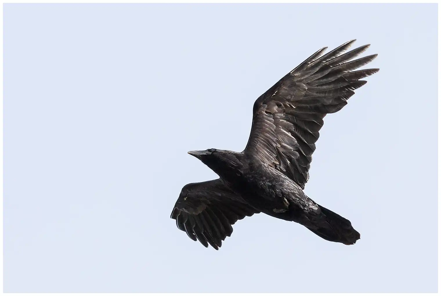 Raven