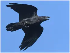 Raven
