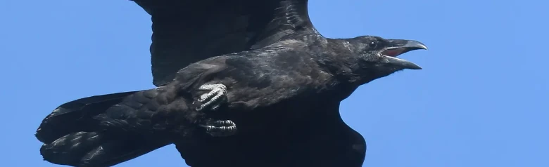 Raven. Seen here flying against a blue sky background. Large bird with a very strong beak and wedge-shaped tail.