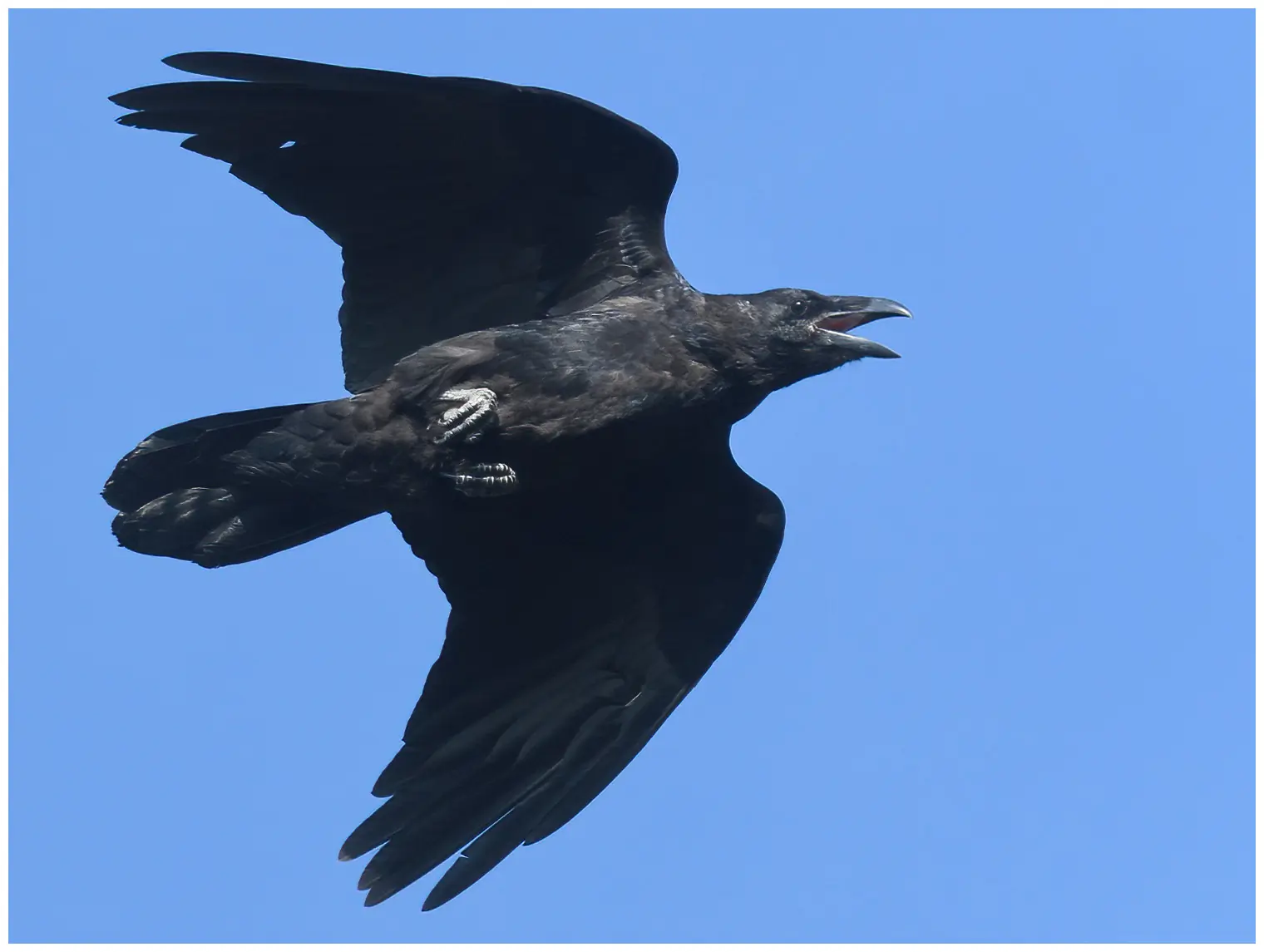 Raven. Seen here flying against a blue sky background. Large bird with a very strong beak and wedge-shaped tail.