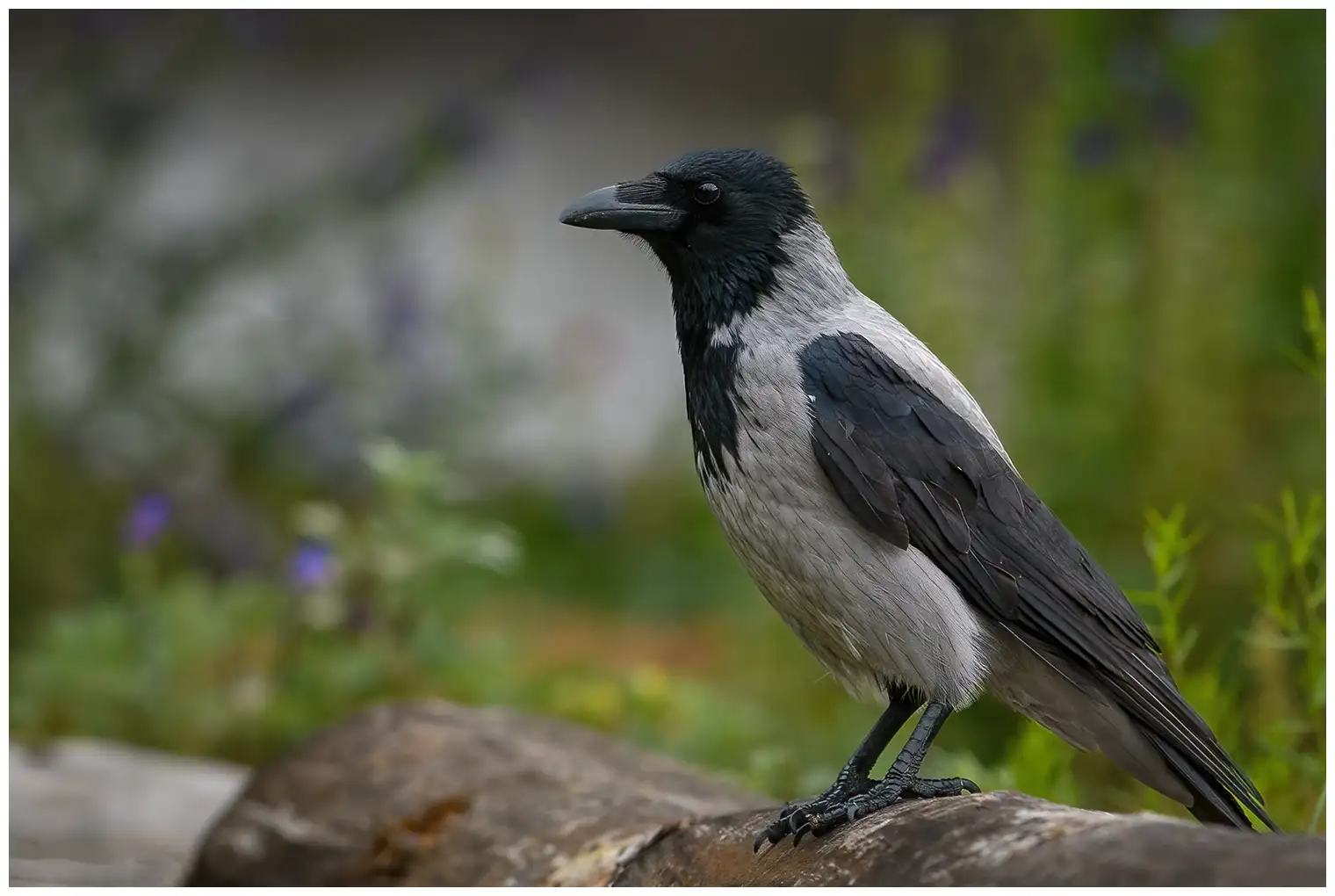 Hooded Crow