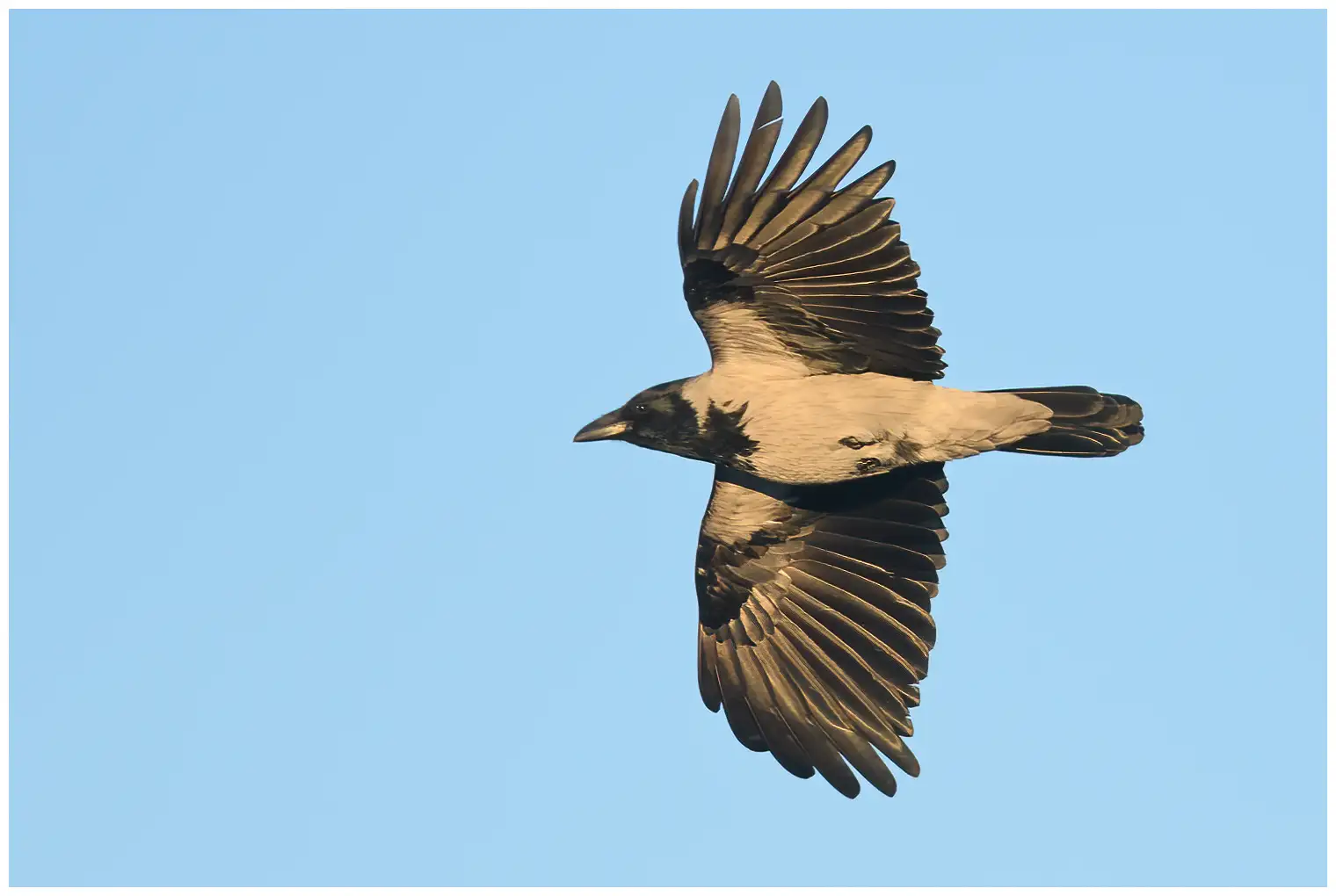 Hooded Crow