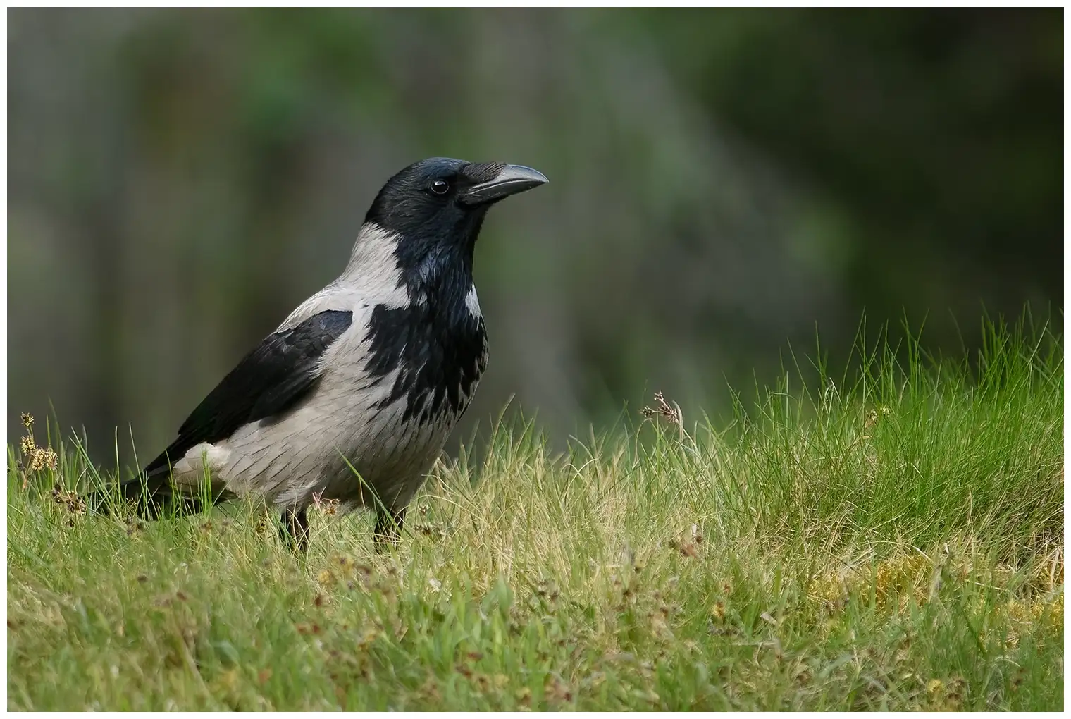 Hooded Crow