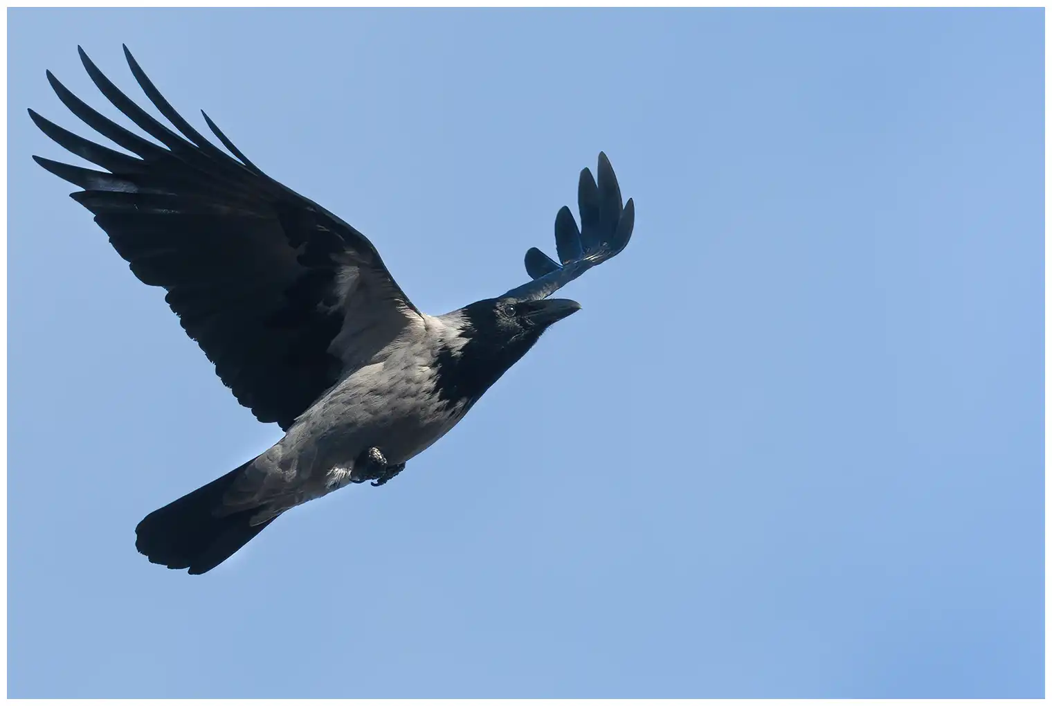 Hooded Crow