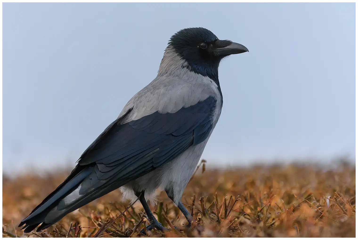 Hooded Crow