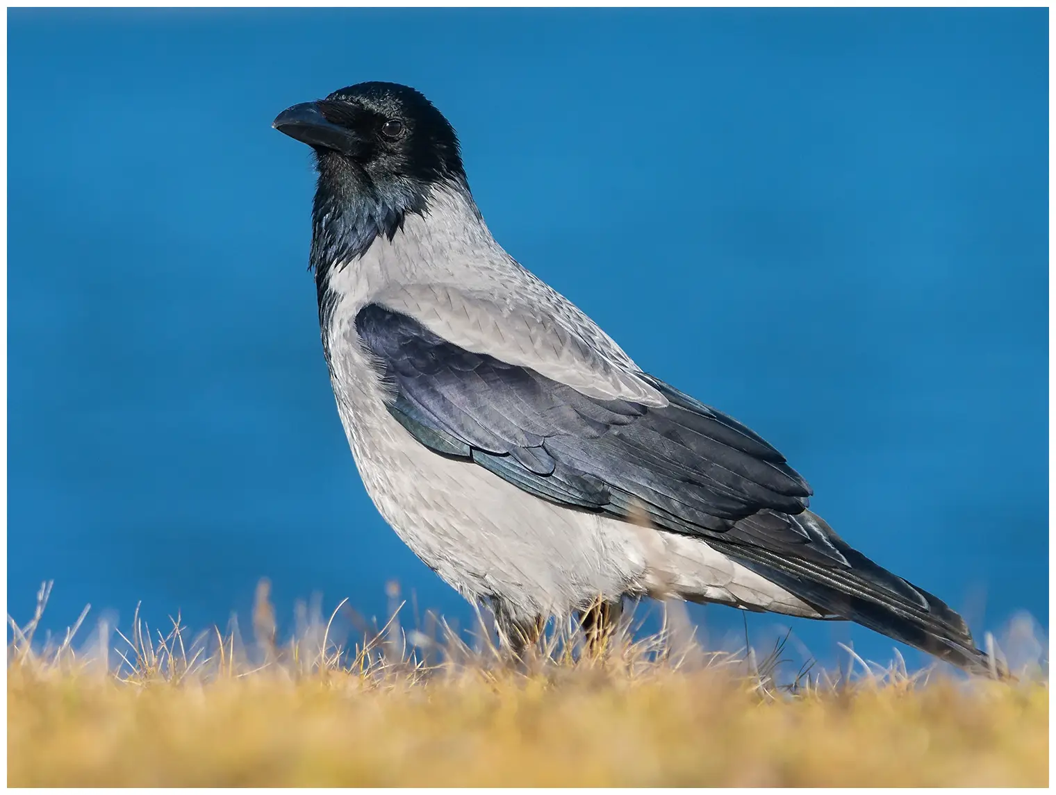 Hooded Crow