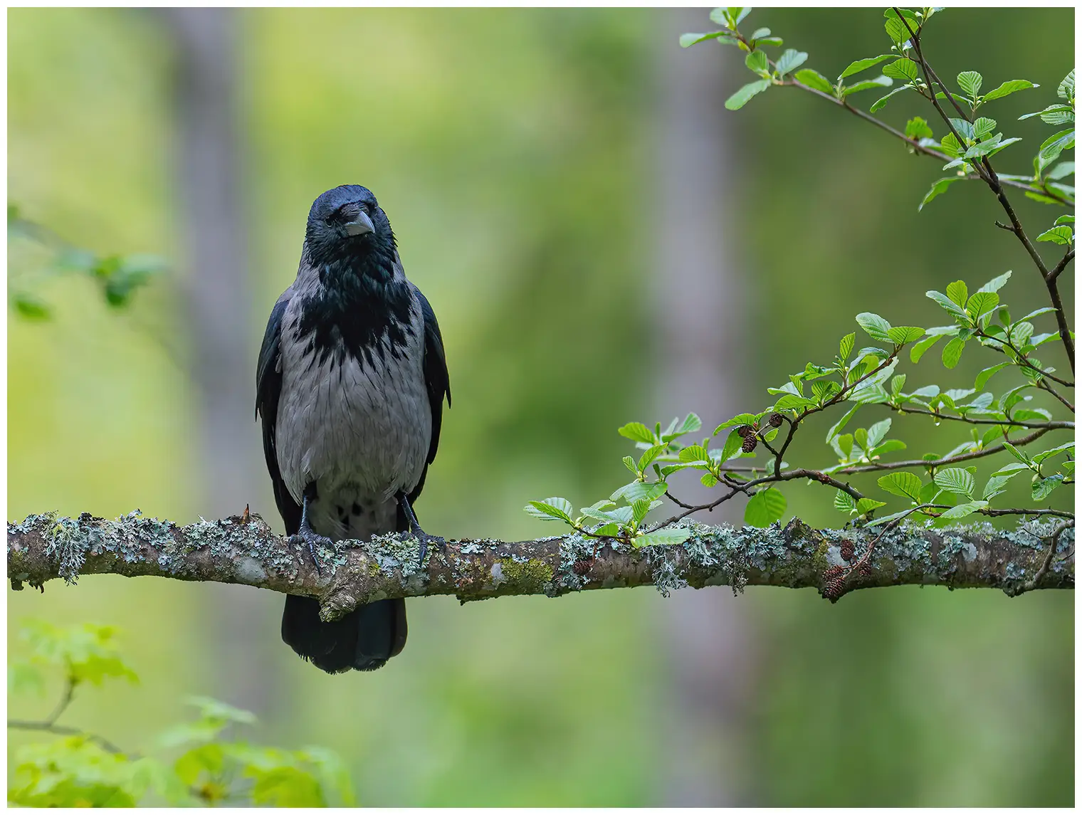 Hooded Crow