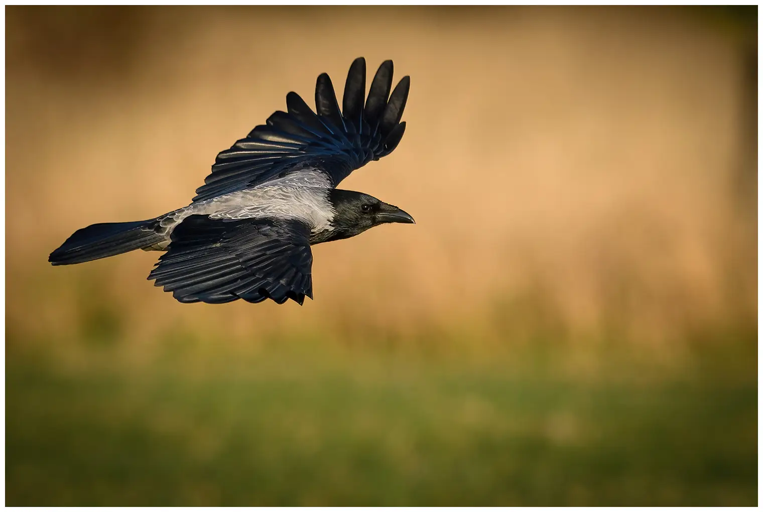 Hooded Crow