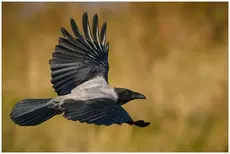 Hooded Crow