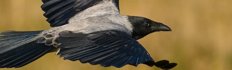 Hooded Crow. Flying, with grass in the background. The bird is mostly gray, but has black wings, face and breast.