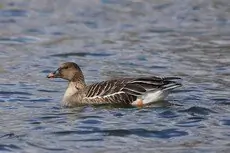 Taiga bean goose