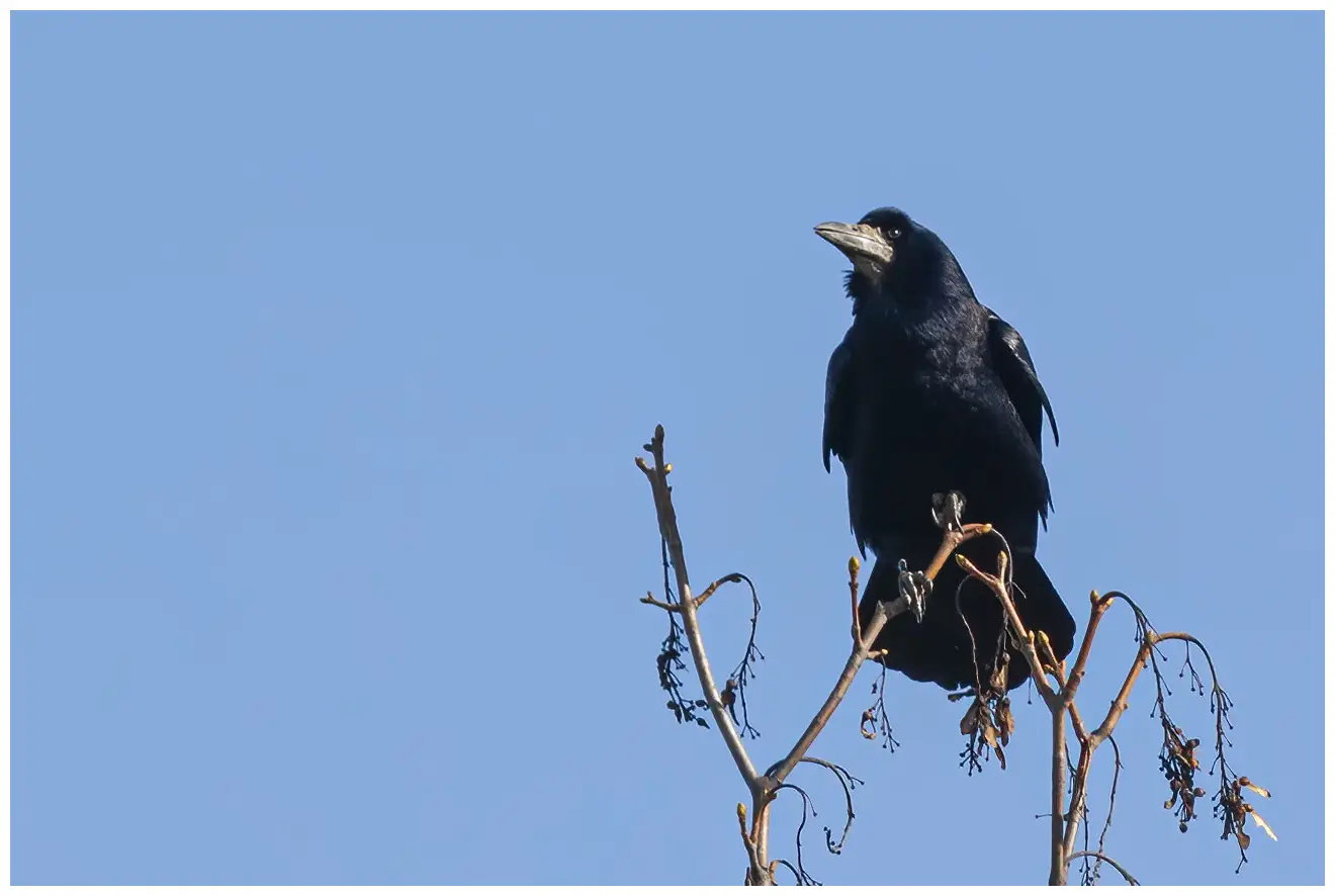 Rook