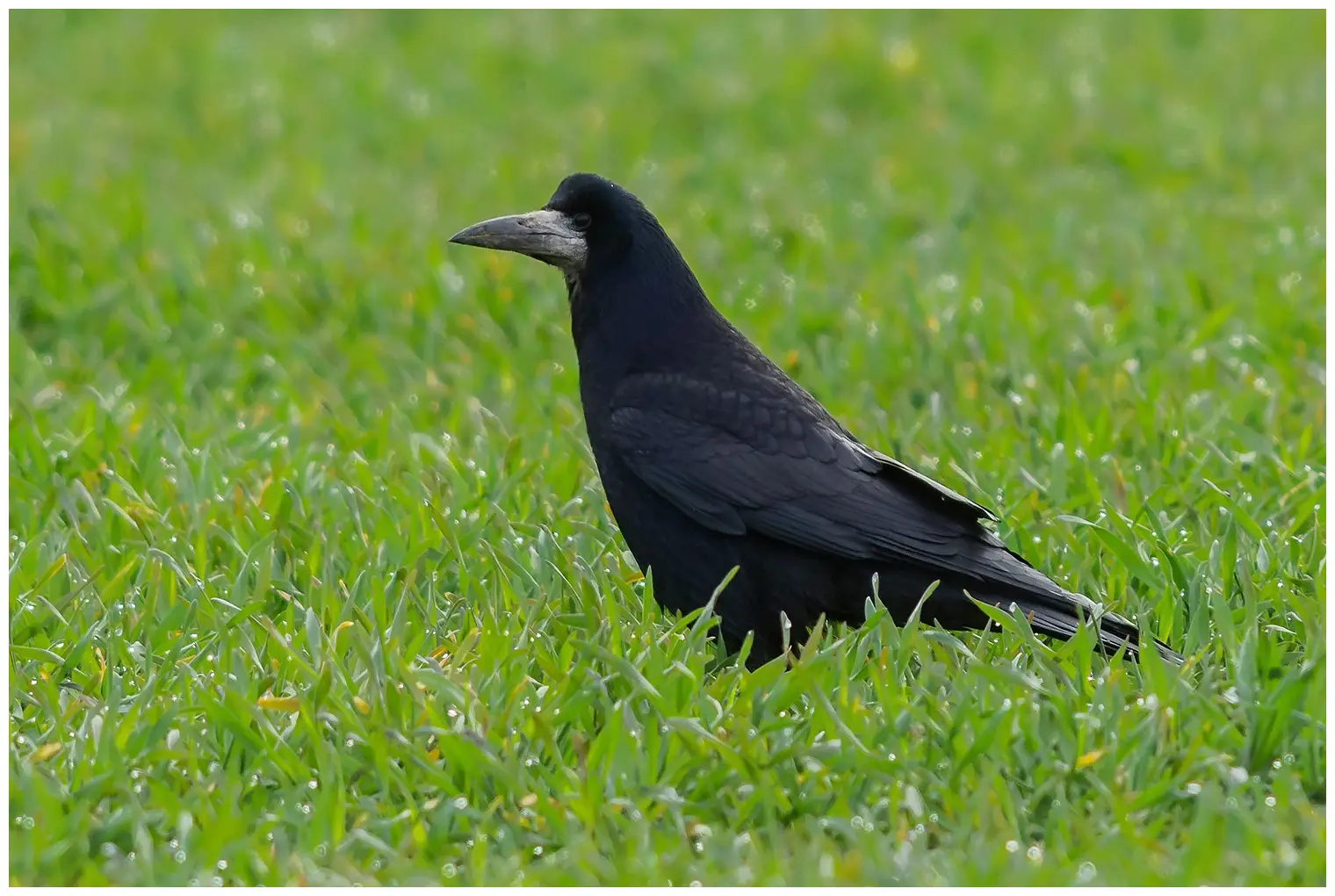 Rook