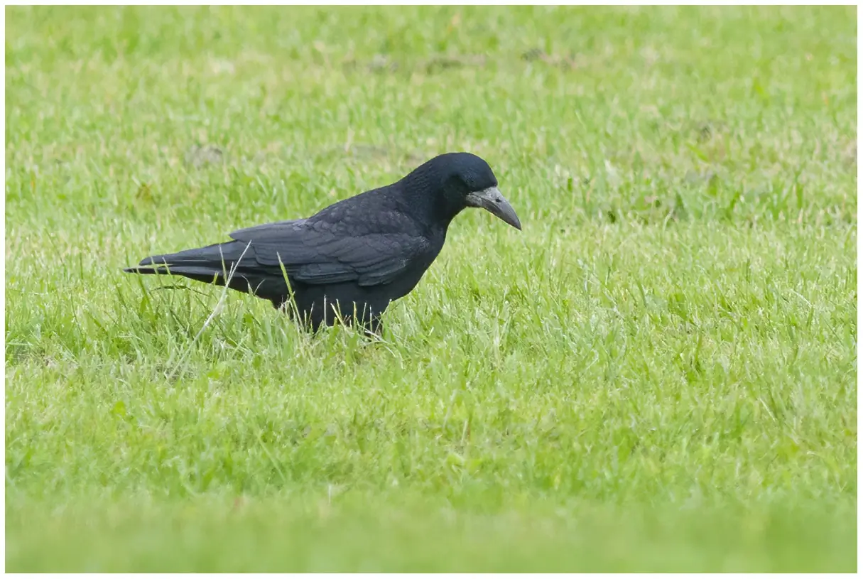 Rook