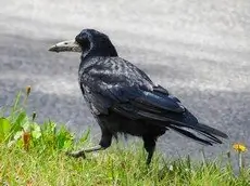 Rook