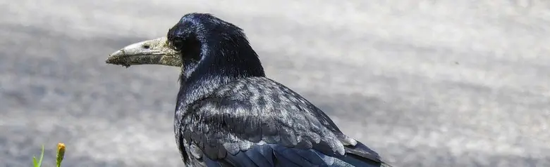 Rook. Completely black with bluish tones. Light gray beak, which appears extra long due to the bare gray skin around the tip of the beak.