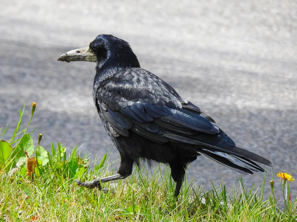 Rook. Completely black with bluish tones. Light gray beak, which appears extra long due to the bare gray skin around the tip of the beak.