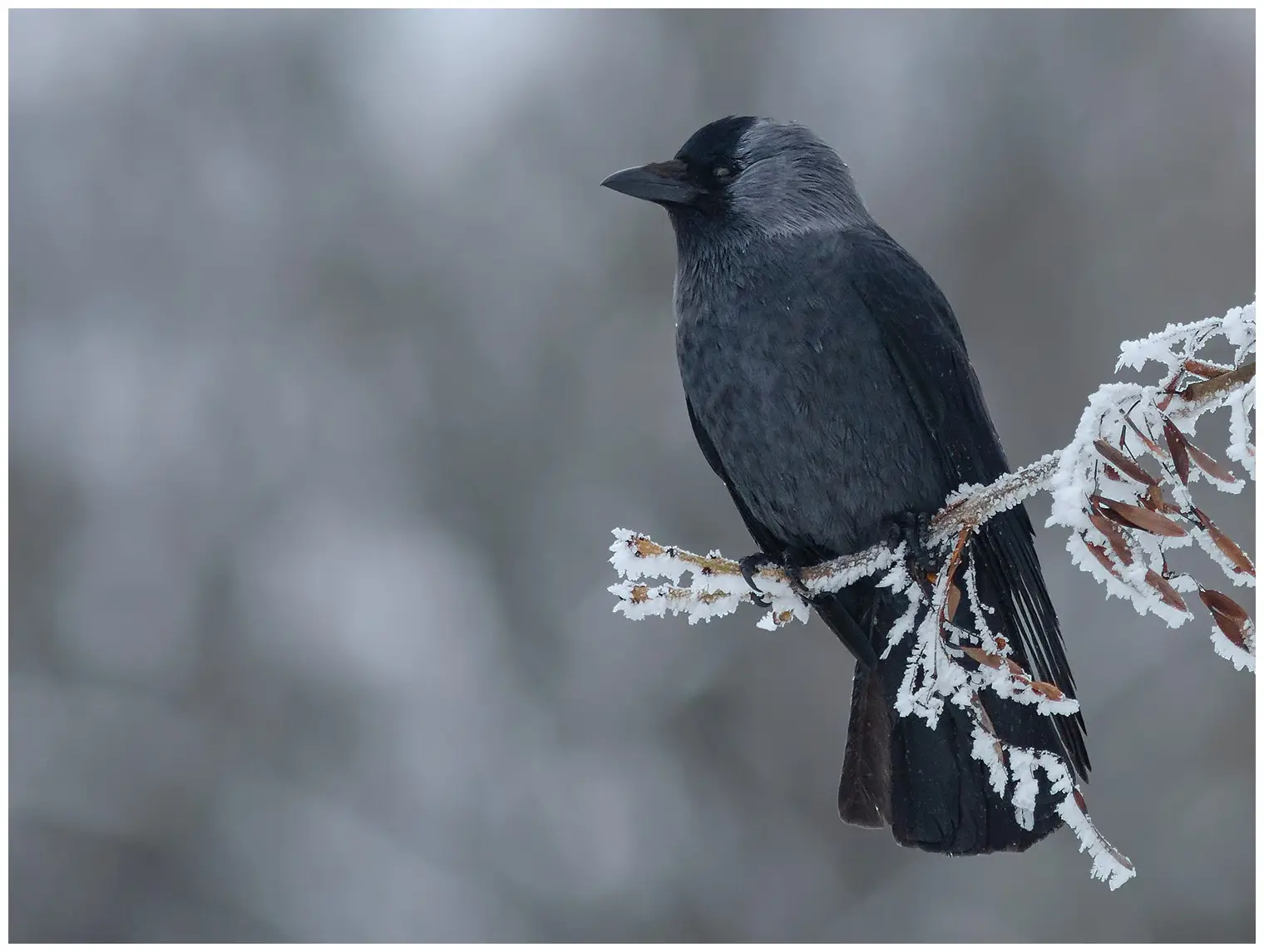 Jackdaw