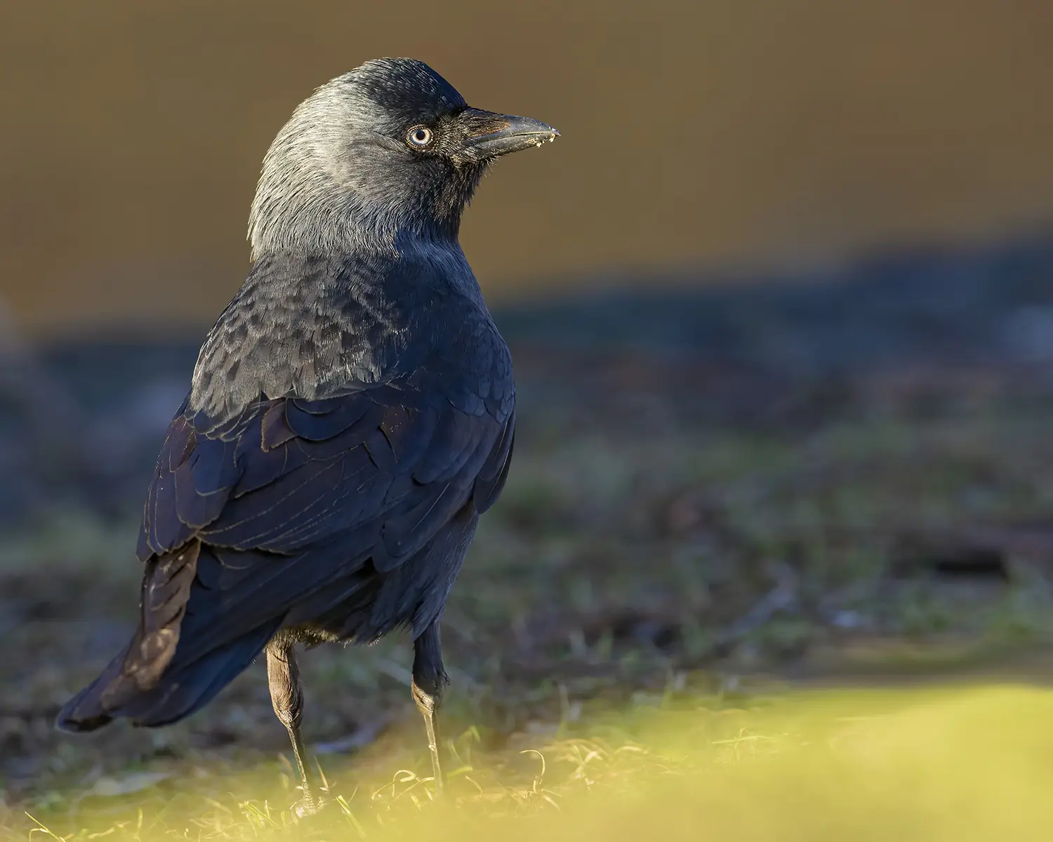 Jackdaw