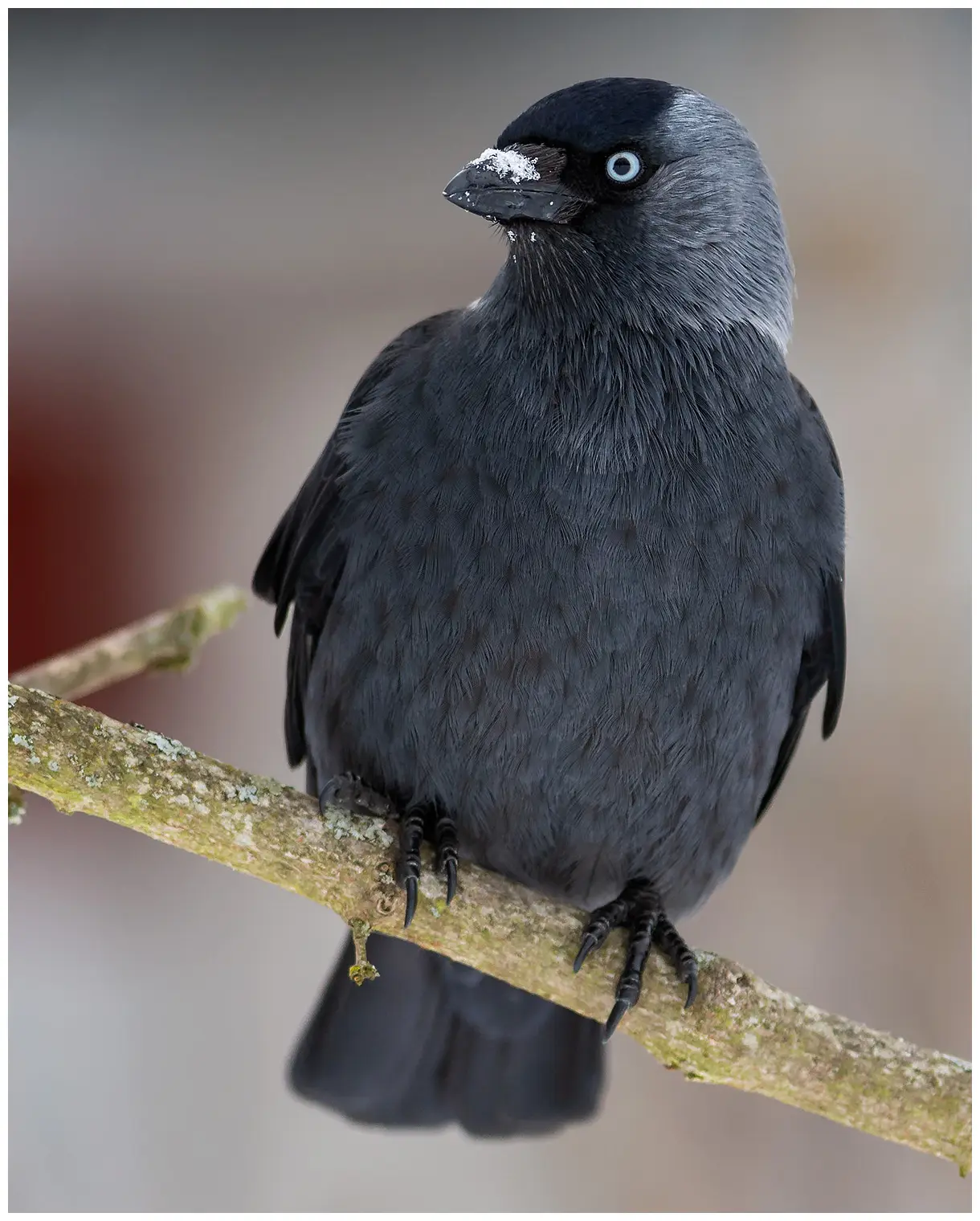 Jackdaw