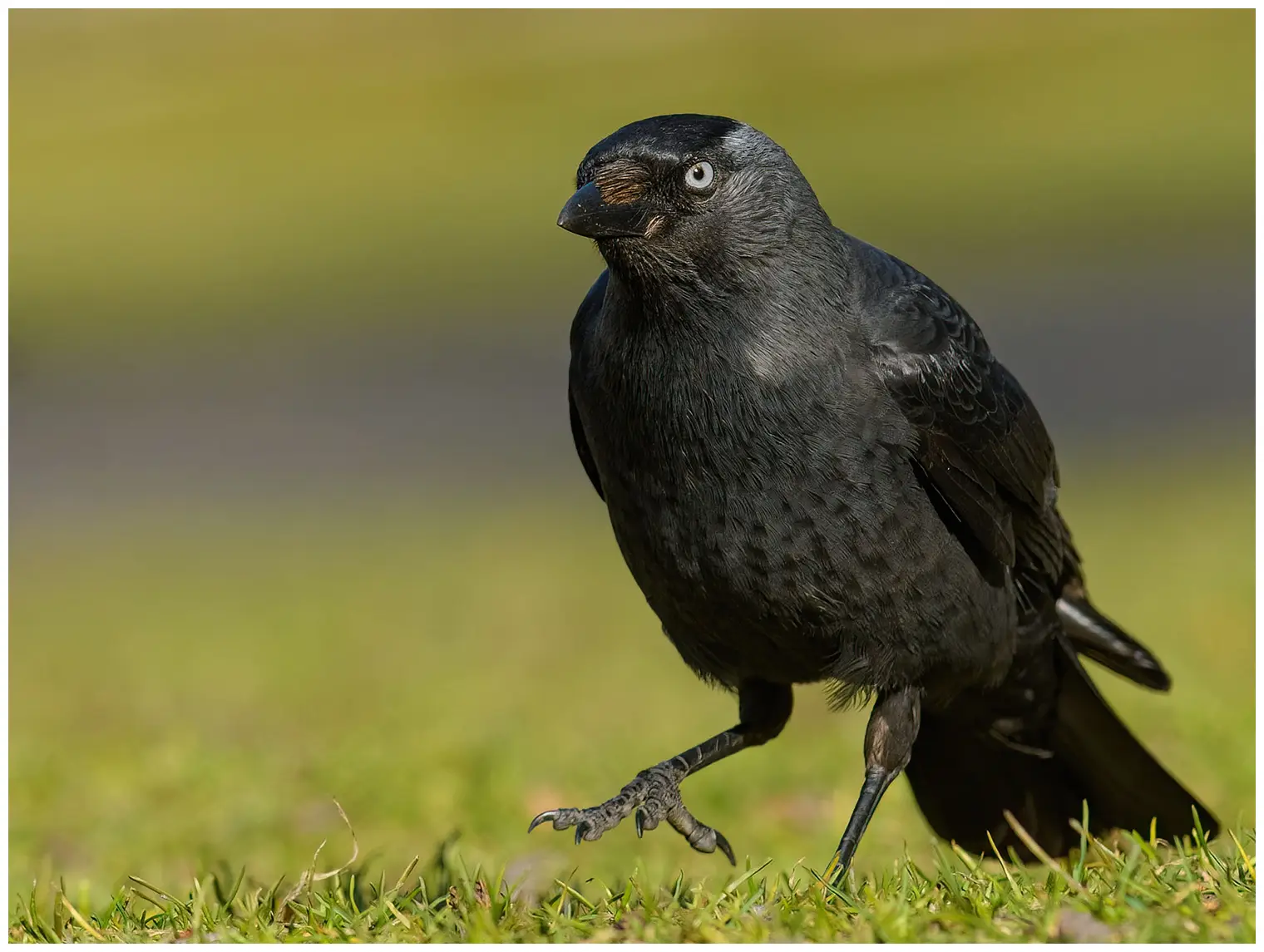 Jackdaw